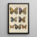 Papillons exotiques Pl076 - Otto Staudinger — gerahmtes Bild an der Wand