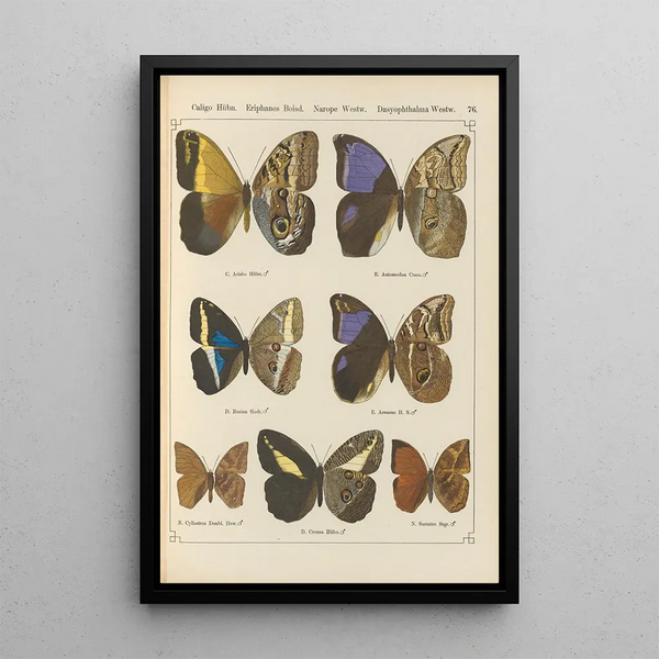 Papillons exotiques Pl076 - Otto Staudinger — gerahmtes Bild an der Wand