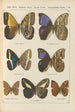Papillons exotiques Pl076 - Otto Staudinger — Ansicht des Kunstwerks