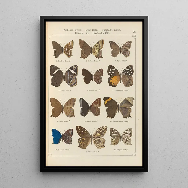 Papillons exotiques Pl078 - Otto Staudinger — gerahmtes Bild an der Wand