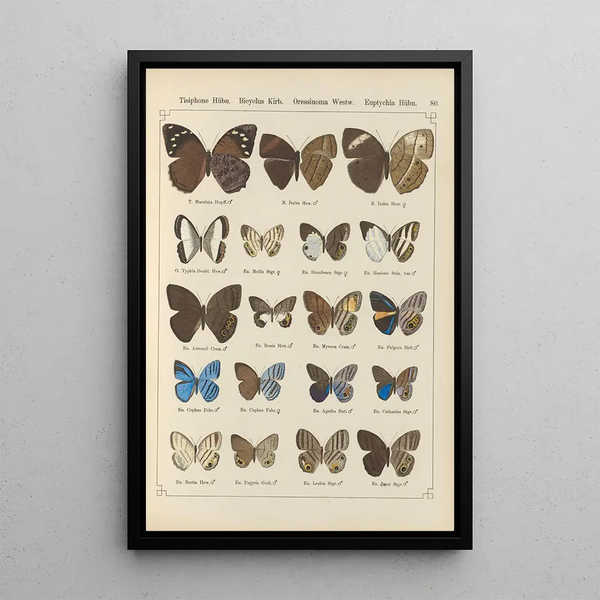 Papillons exotiques Pl080 - Otto Staudinger — gerahmtes Bild an der Wand