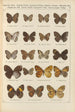 Papillons exotiques Pl081 - Otto Staudinger — Ansicht des Kunstwerks