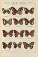 Papillons exotiques Pl084 - Otto Staudinger — Ansicht des Kunstwerks