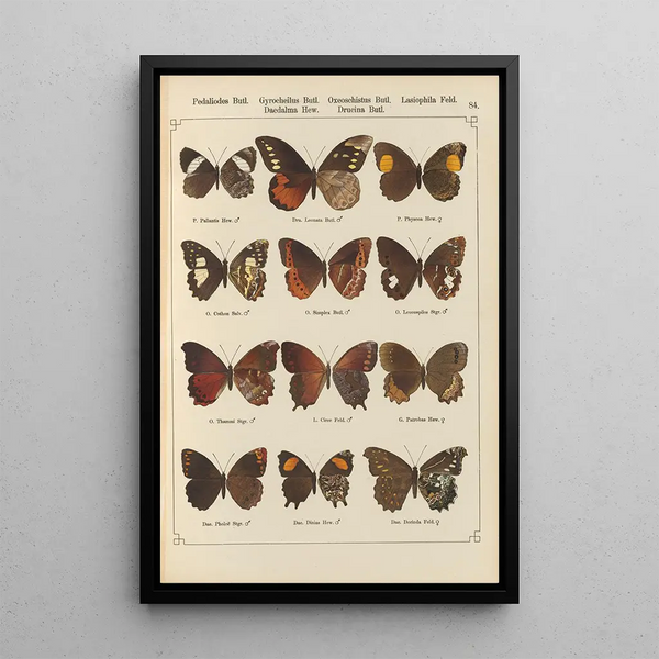 Papillons exotiques Pl084 - Otto Staudinger — gerahmtes Bild an der Wand