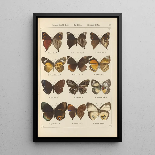 Schmetterlinge exotisch Pl086 - Otto Staudinger — gerahmtes Bild an der Wand
