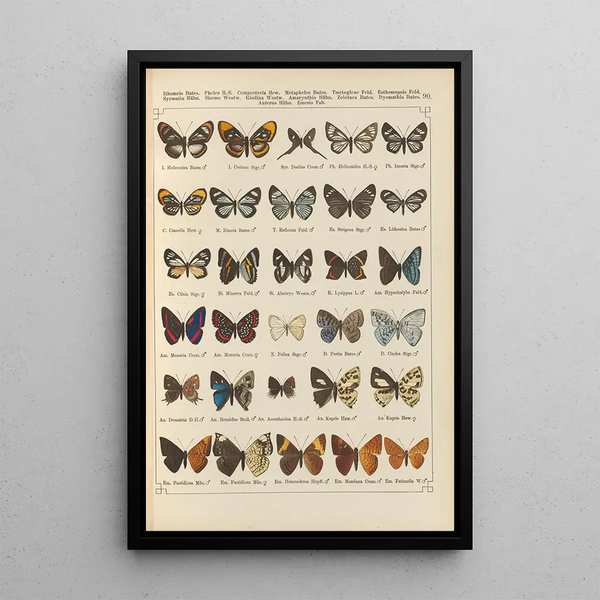 Papillons exotiques Pl090 - Otto Staudinger — gerahmtes Bild an der Wand