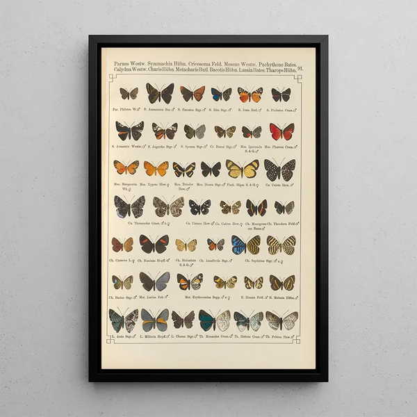 Papillons exotiques Pl091 - Otto Staudinger — gerahmtes Bild an der Wand