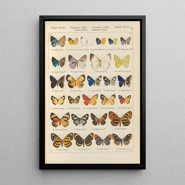Papillons exotiques Pl093 - Otto Staudinger — gerahmtes Bild an der Wand