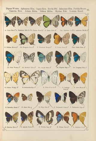 Otto Staudinger - Exotische schmetterlinge Pl095.webp