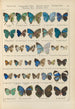Papillons exotiques Pl097 - Otto Staudinger — Ansicht des Kunstwerks