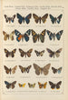 Papillons exotiques Pl099 - Otto Staudinger — Ansicht des Kunstwerks