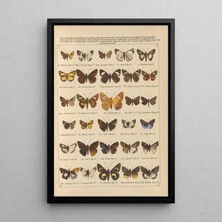 Otto Staudinger - Exotische schmetterlinge Pl100.webp