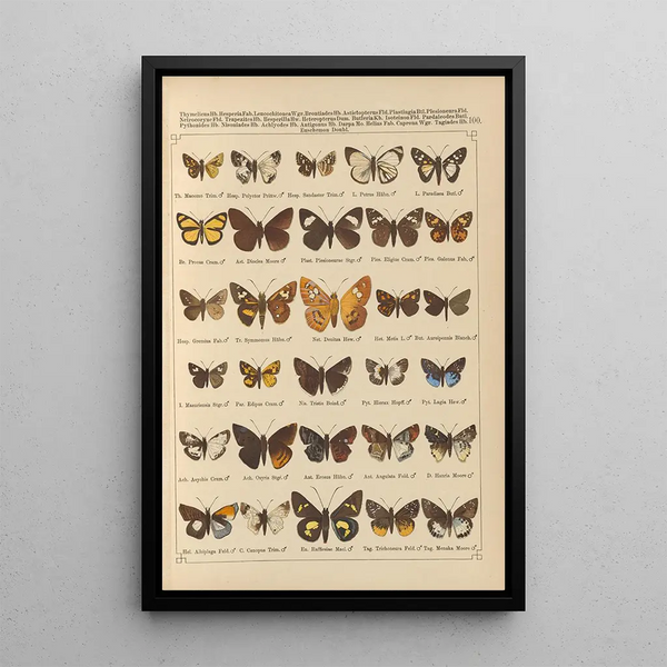 Papillons exotiques Pl100 - Otto Staudinger — gerahmtes Bild an der Wand