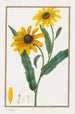 Rudbeckie hérissée - Pancrace Bessa — Ansicht des Kunstwerks