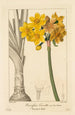 Polyanthus oder Narzisse in Traube - Pancrace Bessa — Ansicht des Kunstwerks