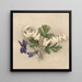 Pantalons de Hollandais Bikukulla cucullaria - Mary Vaux Walcott — gerahmtes Bild an der Wand