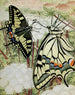 Der Machaon - Paul-André Robert — Ansicht des Kunstwerks
