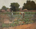 Feld der Kohlköpfe - Paul Cornoyer — Ansicht des Kunstwerks