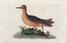 Icones rerum naturalium ou figures enluminées d'histoire naturelle du nord Pl09 - Peder Ascanius — Ansicht des Kunstwerks