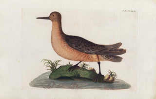 Peder Ascanius - Icones rerum naturalium ou figures enlumines dhistoire naturelle du nord Pl09.webp