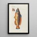 Icones rerum naturalium ou figures enluminées d'histoire naturelle du nord Pl12 - Peder Ascanius — gerahmtes Bild an der Wand
