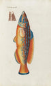 Icones rerum naturalium ou figures enluminées d'histoire naturelle du nord Pl12 - Peder Ascanius — Ansicht des Kunstwerks