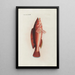 Icones rerum naturalium ou figures enluminées d'histoire naturelle du nord Pl13 - Peder Ascanius — gerahmtes Bild an der Wand