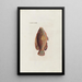 Icones rerum naturalium ou figures enluminées d'histoire naturelle du nord Pl14 - Peder Ascanius — gerahmtes Bild an der Wand