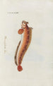 Icones rerum naturalium ou figures enluminées d'histoire naturelle du nord Pl19 - Peder Ascanius — Ansicht des Kunstwerks