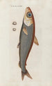 Icones rerum naturalium ou figures enluminées d'histoire naturelle du nord Pl24 - Peder Ascanius — Ansicht des Kunstwerks