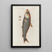 Icones rerum naturalium ou figures enluminées d'histoire naturelle du nord Pl24 - Peder Ascanius — gerahmtes Bild an der Wand