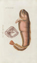 Icones rerum naturalium ou figures enluminées d'histoire naturelle du nord Pl25 - Peder Ascanius — Ansicht des Kunstwerks