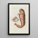 Icones rerum naturalium ou figures enluminées d'histoire naturelle du nord Pl25 - Peder Ascanius — gerahmtes Bild an der Wand