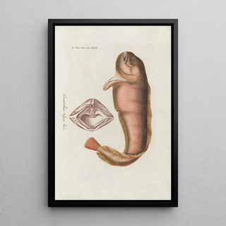 Peder Ascanius - Icones rerum naturalium ou figures enlumines dhistoire naturelle du nord Pl25.webp