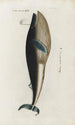 Icones rerum naturalium ou figures enluminées d'histoire naturelle du nord Pl26 - Peder Ascanius — Ansicht des Kunstwerks