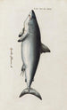 Icones rerum naturalium ou figures enluminées d'histoire naturelle du nord Pl31 - Peder Ascanius — Ansicht des Kunstwerks
