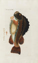 Icones rerum naturalium ou figures enluminées d'histoire naturelle du nord Pl34 - Peder Ascanius — Ansicht des Kunstwerks