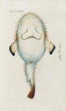 Icones rerum naturalium ou figures enluminées d'histoire naturelle du nord Pl36 - Peder Ascanius — Ansicht des Kunstwerks