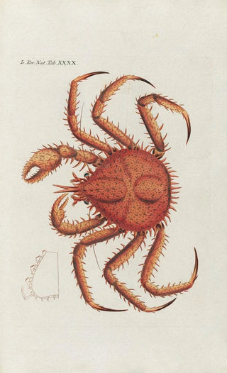 Peder Ascanius - Icones rerum naturalium ou figures enlumines dhistoire naturelle du nord Pl40.webp