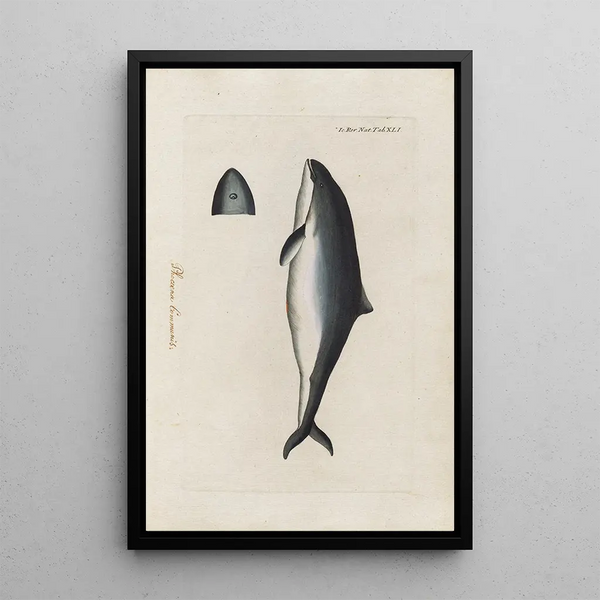 Icones rerum naturalium ou figures enluminées d'histoire naturelle du nord Pl41 - Peder Ascanius — gerahmtes Bild an der Wand