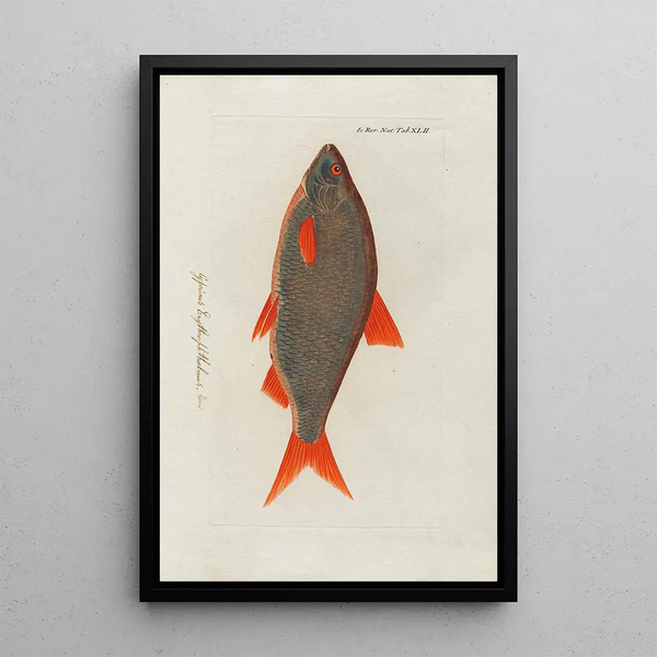Icones rerum naturalium ou figures enluminées d'histoire naturelle du nord Pl42 - Peder Ascanius — gerahmtes Bild an der Wand