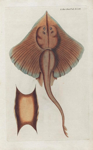 Peder Ascanius - Icones rerum naturalium ou figures enlumines dhistoire naturelle du nord Pl43.webp