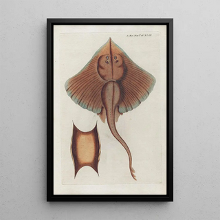 Peder Ascanius - Icones rerum naturalium ou figures enlumines dhistoire naturelle du nord Pl43.webp