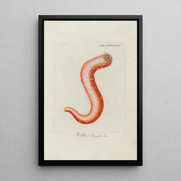 Icones rerum naturalium ou figures enluminées d'histoire naturelle du nord Pl44 - Peder Ascanius — gerahmtes Bild an der Wand
