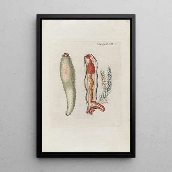 Icones rerum naturalium ou figures enluminées d'histoire naturelle du nord Pl45 - Peder Ascanius — gerahmtes Bild an der Wand