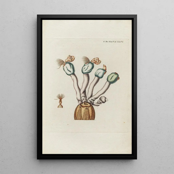 Icones rerum naturalium ou figures enluminées d'histoire naturelle du nord Pl46 - Peder Ascanius — gerahmtes Bild an der Wand