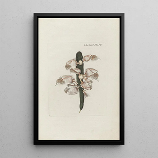 Peder Ascanius - Icones rerum naturalium ou figures enlumines dhistoire naturelle du nord Pl47.webp