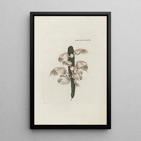 Icones rerum naturalium ou figures enluminées d'histoire naturelle du nord Pl47 - Peder Ascanius — gerahmtes Bild an der Wand