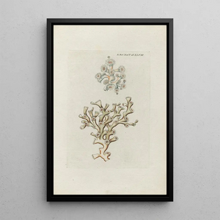 Peder Ascanius - Icones rerum naturalium ou figures enlumines dhistoire naturelle du nord Pl48.webp