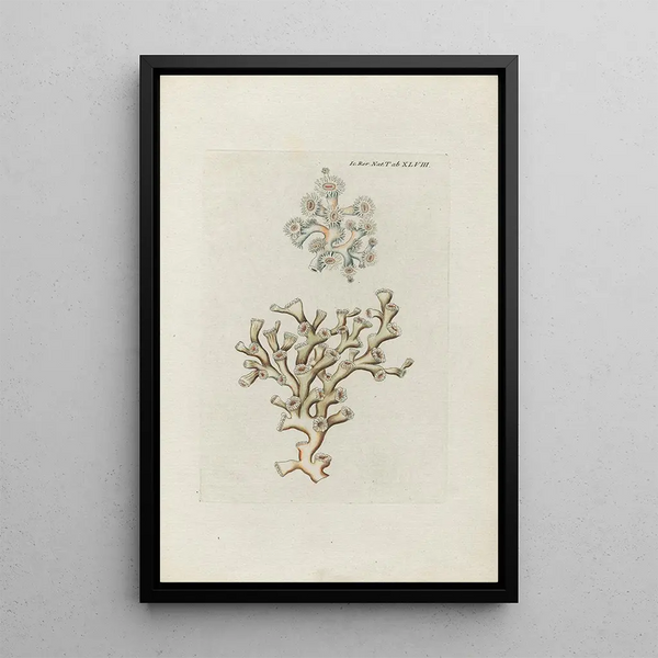 Icones rerum naturalium ou figures enluminées d'histoire naturelle du nord Pl48 - Peder Ascanius — gerahmtes Bild an der Wand